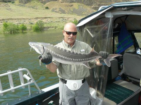 Columbia River Sturgeon
